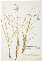 藏品(澳大利亞茅香)的圖片